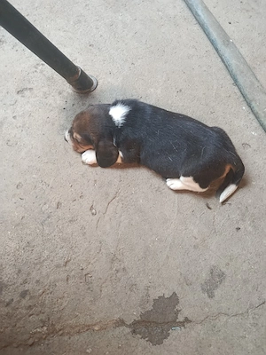 cățelușa beagle  - imagine 3