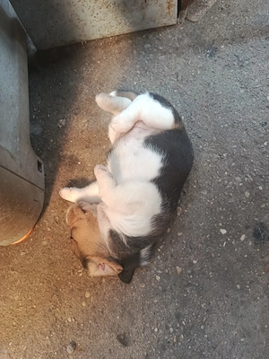 cățelușa beagle  - imagine 4