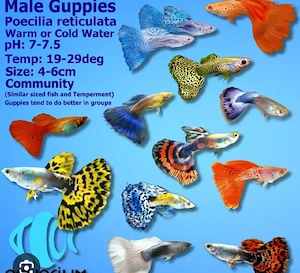 pesti acvariu guppy colorati