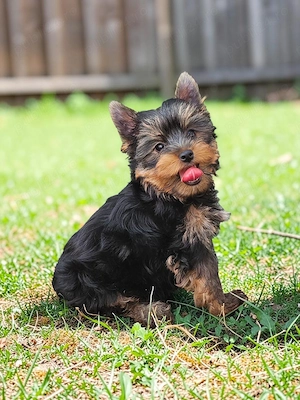 Yorkshire Terrier cu pedigree  - imagine 4