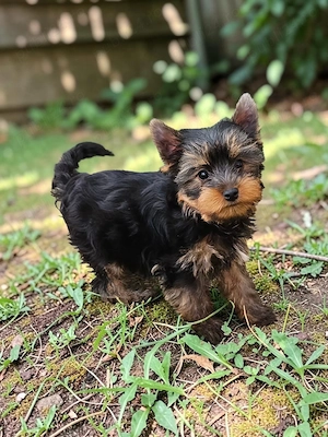 Yorkshire Terrier cu pedigree  - imagine 2