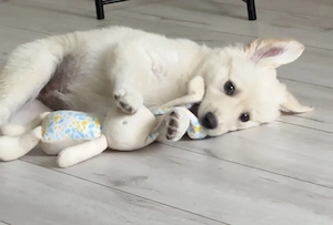 Adoptie pui golden retriever  - imagine 3