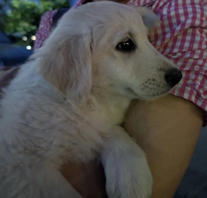 Adoptie pui golden retriever  - imagine 5