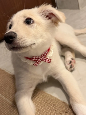 Adoptie pui golden retriever  - imagine 2