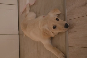 Adoptie pui golden retriever  - imagine 4