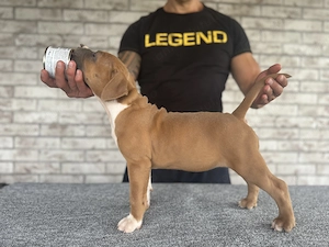 Pui Amstaff cu pedigree  - imagine 4