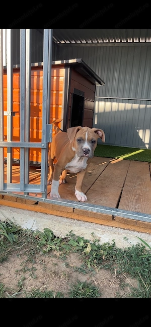 Pui Amstaff cu pedigree  - imagine 3