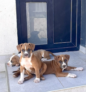 Pui Amstaff cu pedigree 