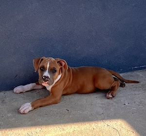 Pui Amstaff cu pedigree  - imagine 2