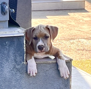 Mascul Amstaff cu pedigree  - imagine 4