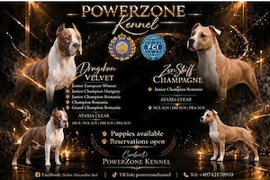 Mascul Amstaff cu pedigree  - imagine 5