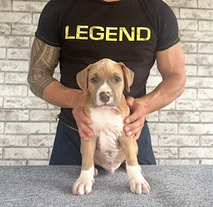 Mascul Amstaff cu pedigree  - imagine 3