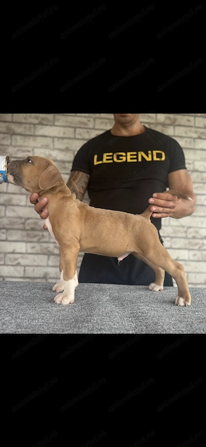 Mascul Amstaff cu pedigree  - imagine 2