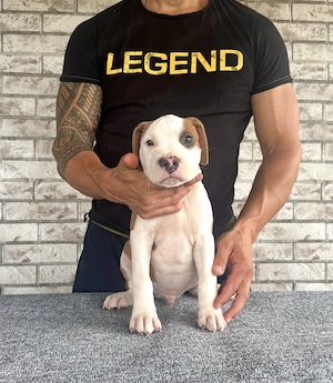 Mascul Amstaff cu pedigree - imagine 2