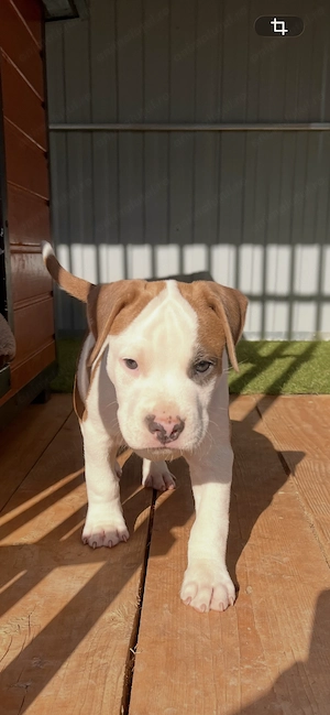 Mascul Amstaff cu pedigree - imagine 3