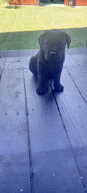 femela Cane corso  - imagine 3