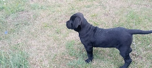 femela Cane corso 