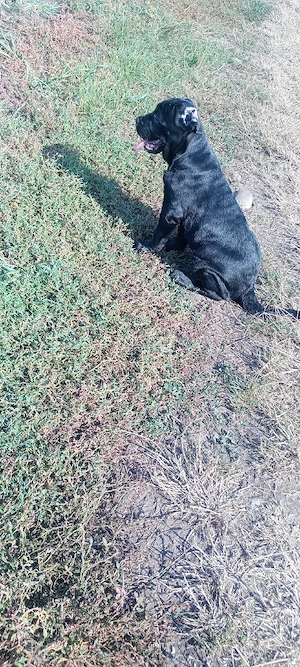 femela Cane corso  - imagine 5