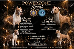 Femelă Amstaff cu pedigree  - imagine 5