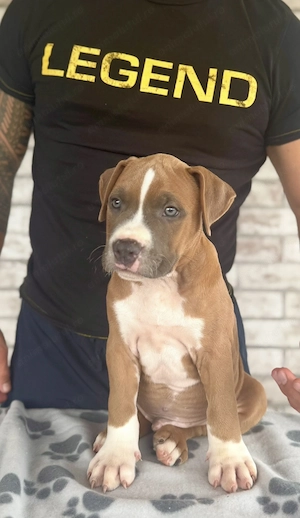 Mascul Amstaff cu pedigree  - imagine 2
