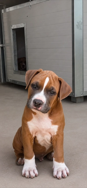 Mascul Amstaff cu pedigree  - imagine 3