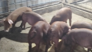 Purcei Duroc pur - imagine 3