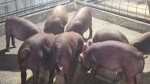 Purcei Duroc pur - imagine 2
