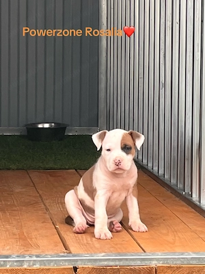 Femelă Amstaff cu pedigree  - imagine 2