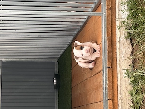 Femelă Amstaff cu pedigree  - imagine 3