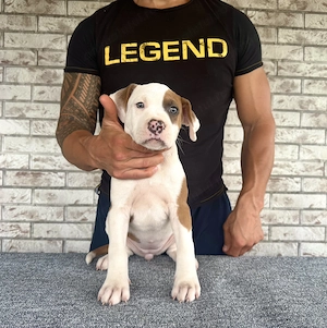Femelă Amstaff cu pedigree 