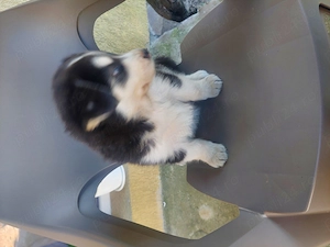 Vând cățel husky nou - imagine 3