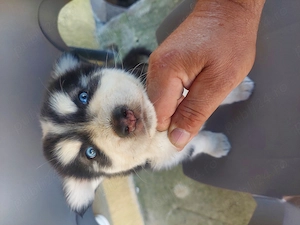 Vând cățel husky nou - imagine 4