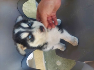 Vând cățel husky nou - imagine 5