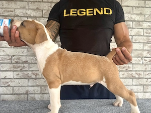 Amstaff cu pedigree - imagine 3