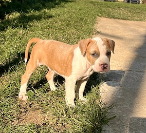 Amstaff cu pedigree - imagine 2