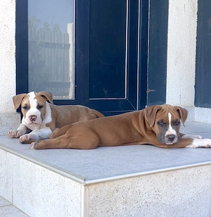 Amstaff cu pedigree