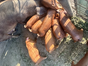 Purcei Duroc de vanzare