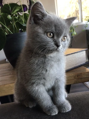 British Shorthair 