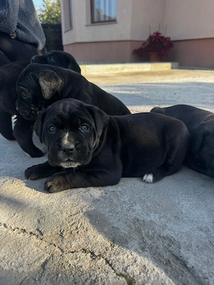Pui de cane corso - imagine 5