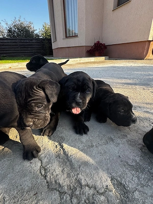 Pui de cane corso - imagine 2