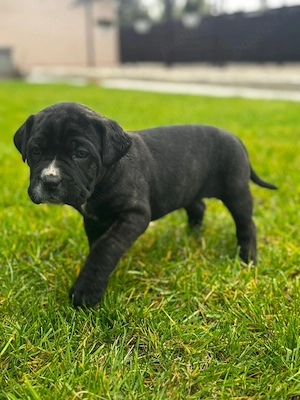 Pui de cane corso - imagine 4