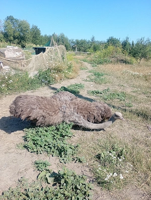 De vanzare struti 3 ani - imagine 5