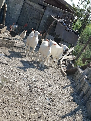 Vand ieduțe 