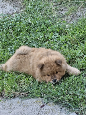 ChowChow cauta alta casuta - imagine 2