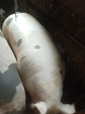 porci grași pentru sacrificare