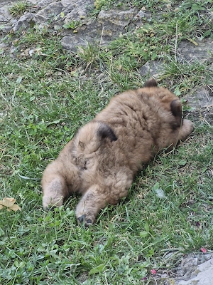 ChowChow cauta alta casuta - imagine 4