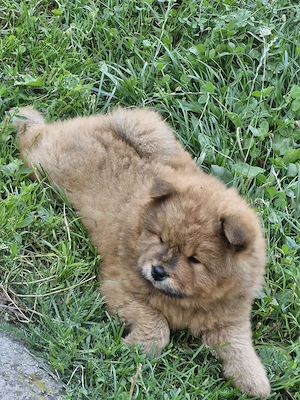ChowChow cauta alta casuta - imagine 3
