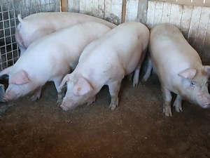 porci de carne  - imagine 3