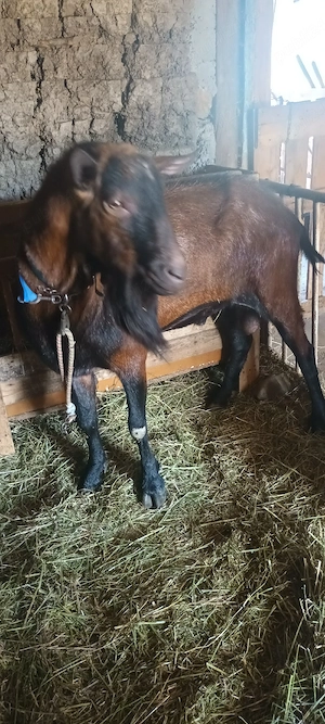 Țap alpin francez curat 