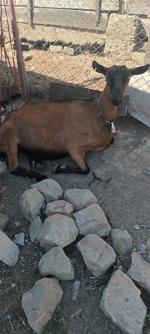 Capră alpina franceza curata